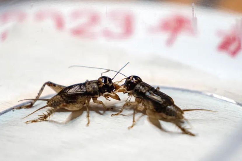 一场激烈的"虫王争霸赛"在崇明上演,这项运动已有千年历史