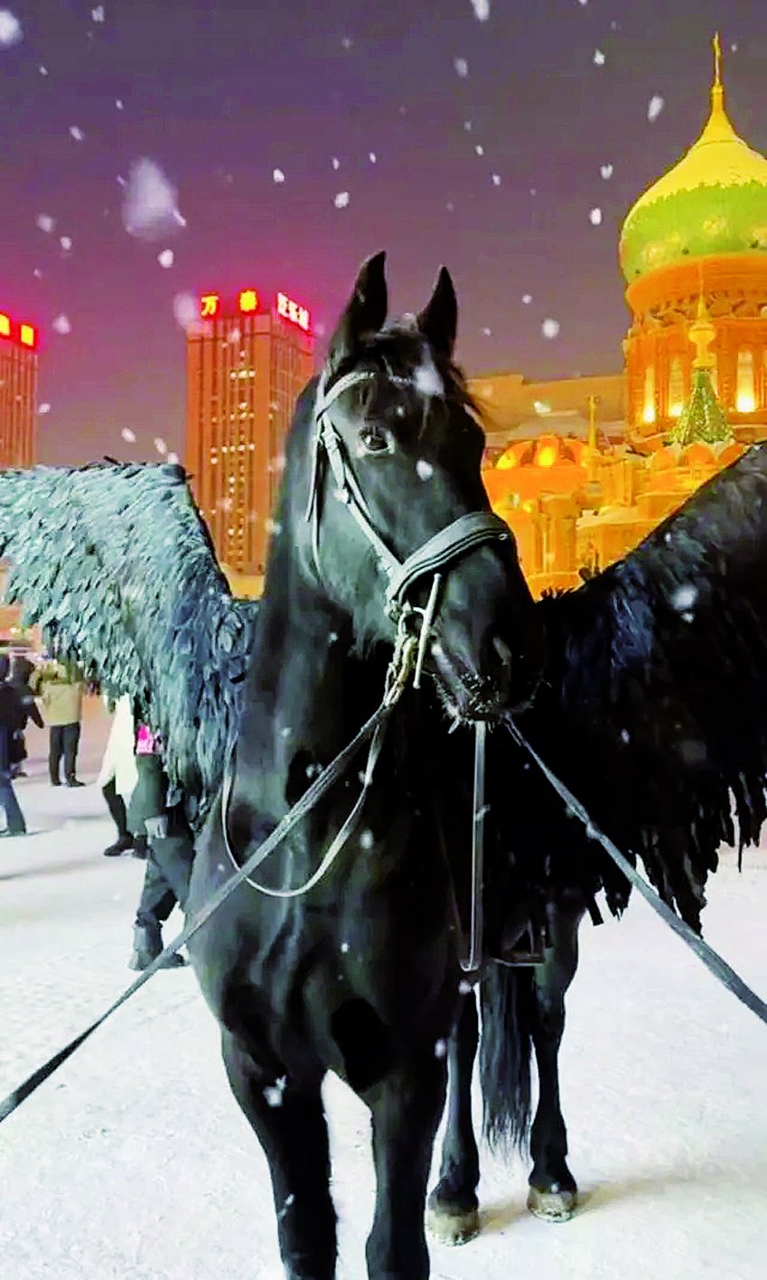 南方小土豆把哈尔滨 整不会了