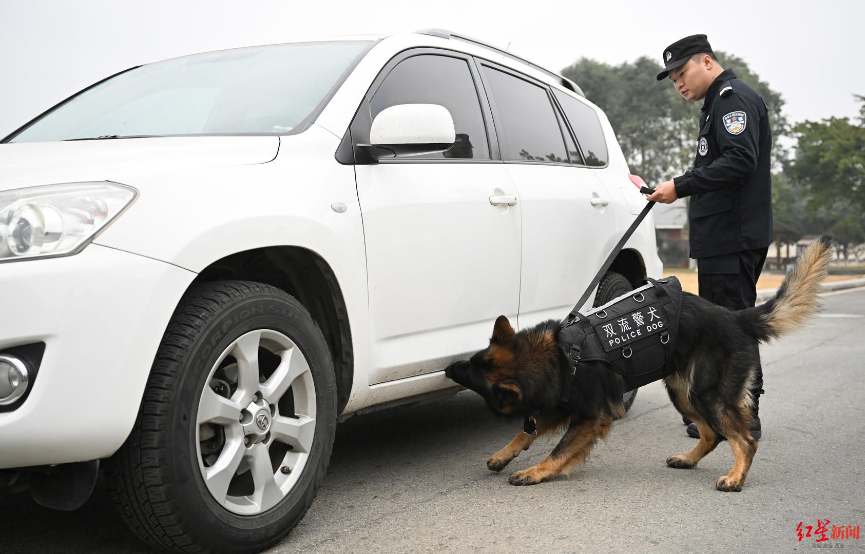 警犬正在进行排爆搜寻训练