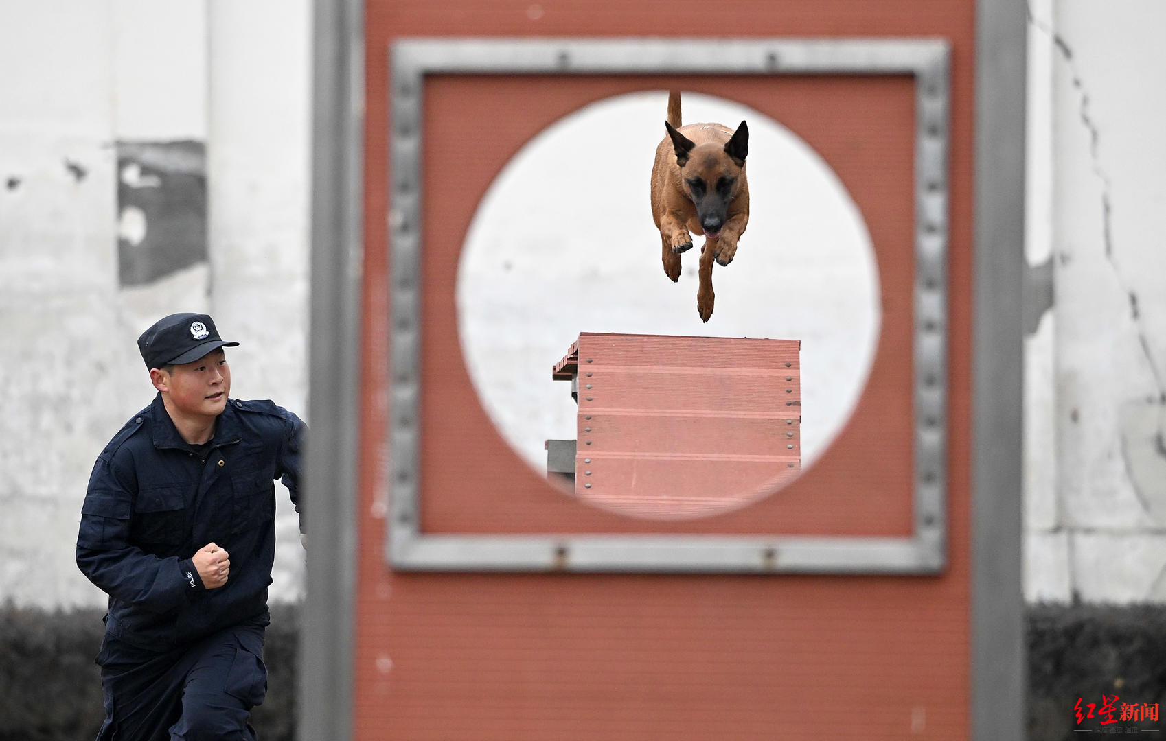 把警察训练成警犬图片