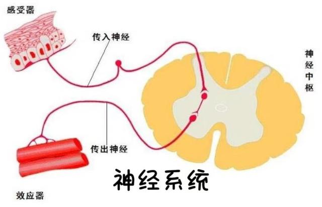 什么是短波治疗“咳咳咳”怎么办，超短波治疗来帮忙！_https://www.jmylbn.com_新闻资讯_第9张