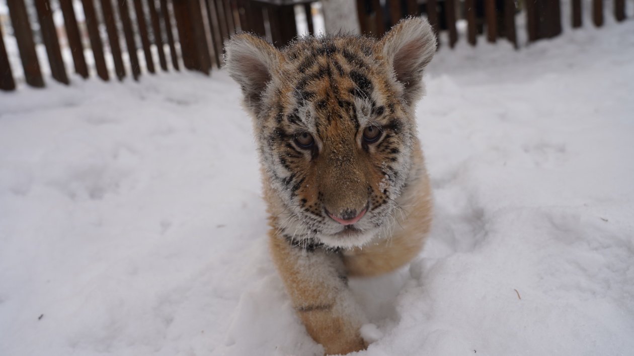 冰天雪地也是金山银山|东北虎娃嬉雪萌翻啦|老虎_新浪财经_新浪网