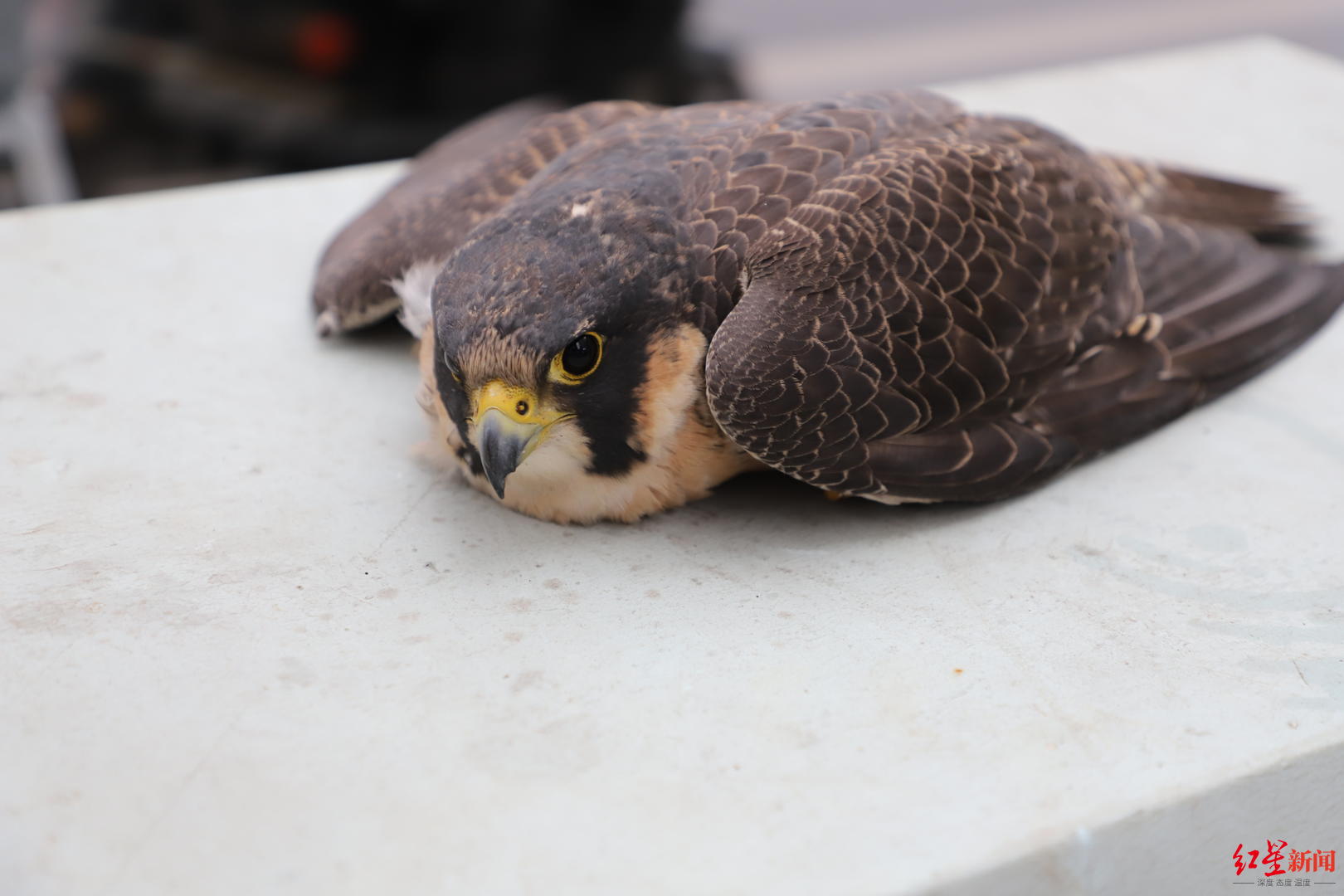 "游隼误撞玻璃幕墙受伤:市民接力救助,系国家二级保护动物