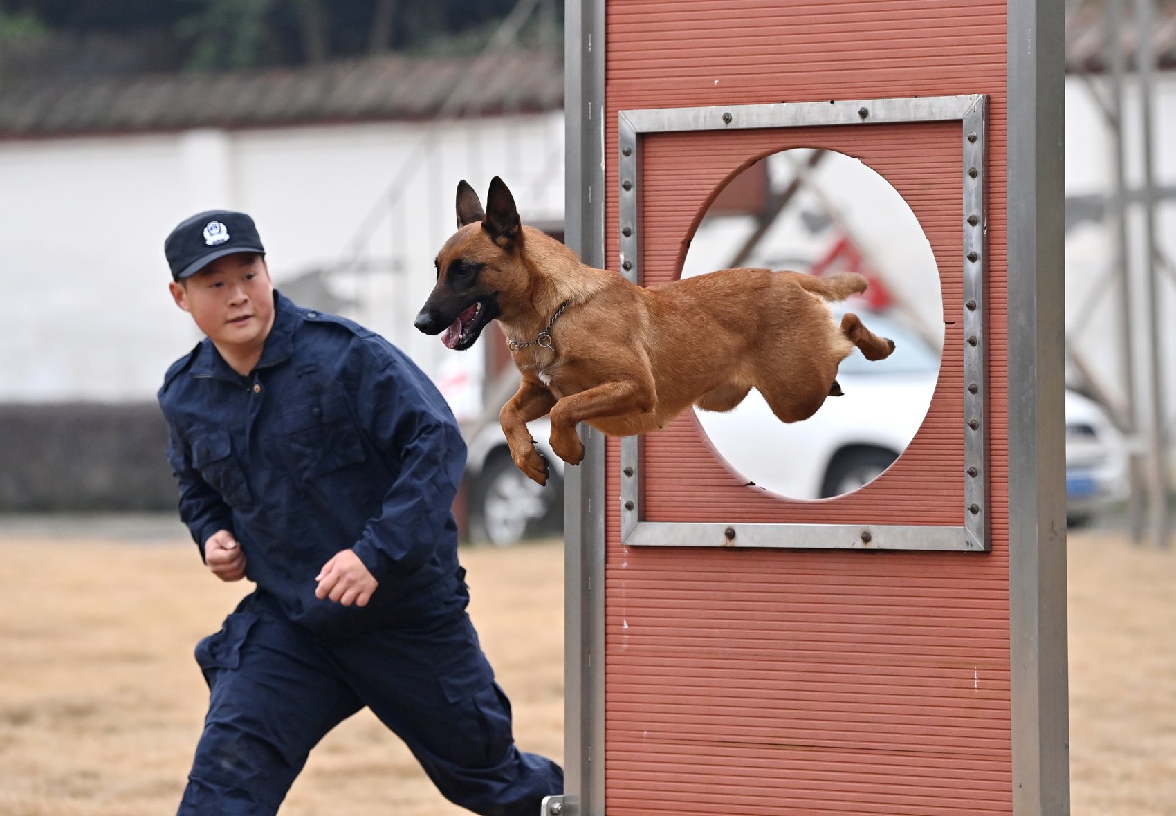 "好迪"的爷爷"凯迪"就是一只功勋警犬,曾侦破多起命案,完成多个大型