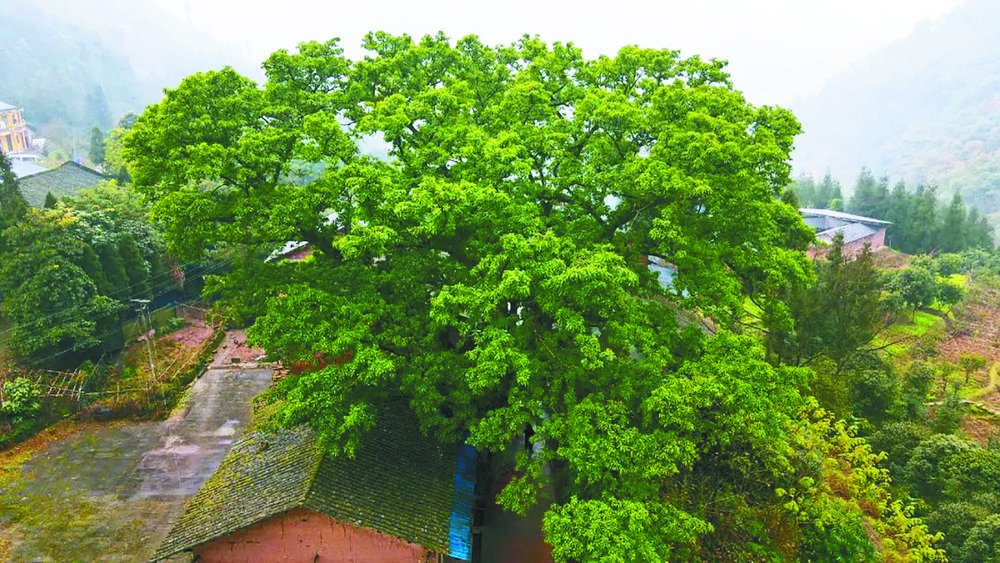 江津区白沙镇九号黄葛树 刘波 摄□庞然重庆城区有鹅公岩,此名可谓家