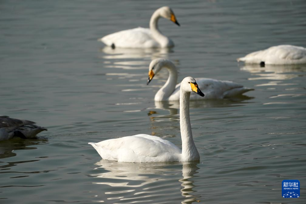 黄河湿地变身"天鹅湖"|山西省_新浪财经_新浪网