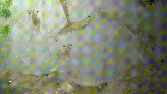 图片来源：黄河电视台