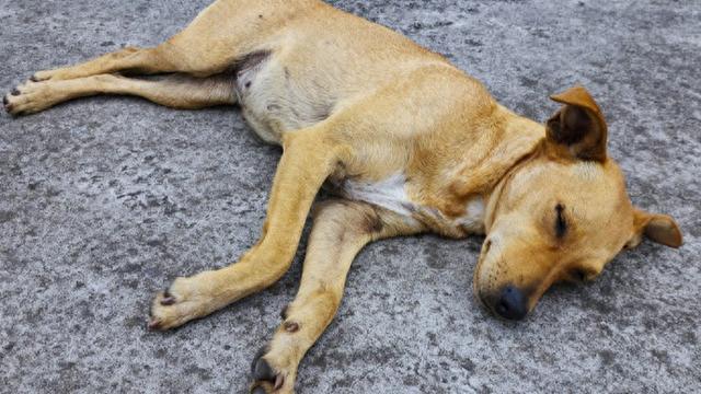 成都郫都区多只宠物犬疑似中毒死亡,草丛中发现"毒肉"
