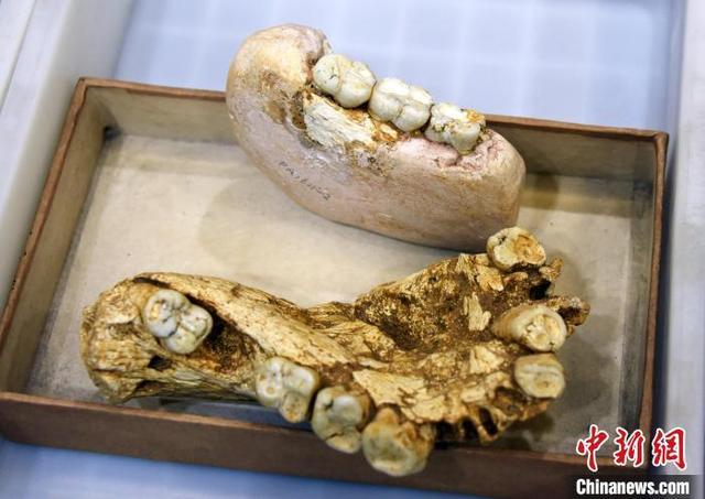 用于这次破解步氏巨猿绝灭之谜研究的步氏巨猿下颌化石材料.