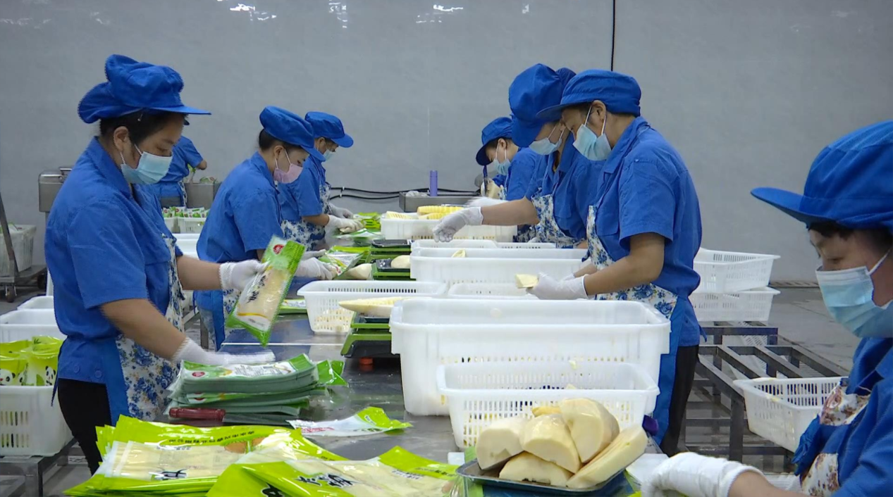 赤水市晟丰绿色食品公司员工正在加工竹笋产品