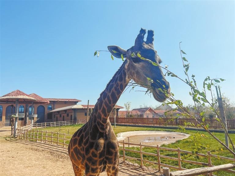 有空调通暖气 晒太阳贴贴膘——兰州野生动物园的动物这样过冬_新浪