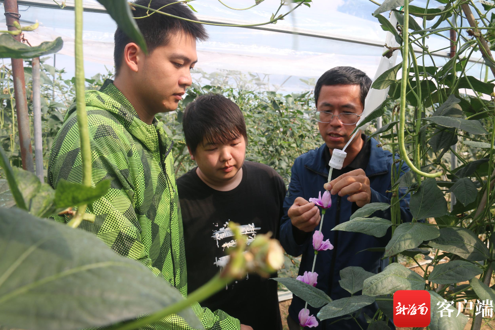 吴圣勇介绍豇豆病虫害绿色防控技术示范的仿真花 引诱剂诱杀技术.