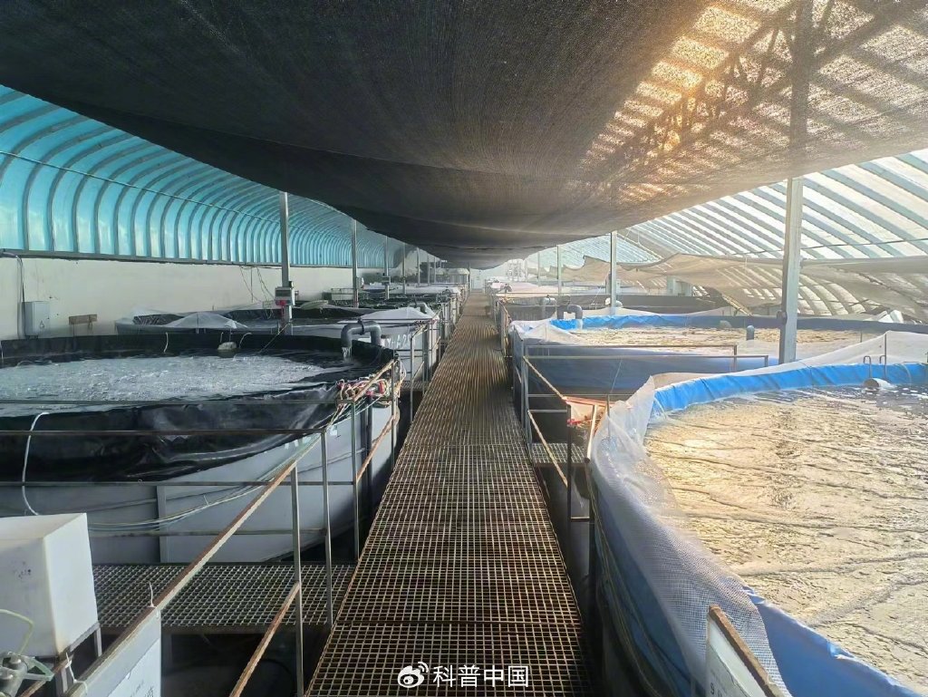 张掖工厂化养殖南美白对虾.李志刚供图.