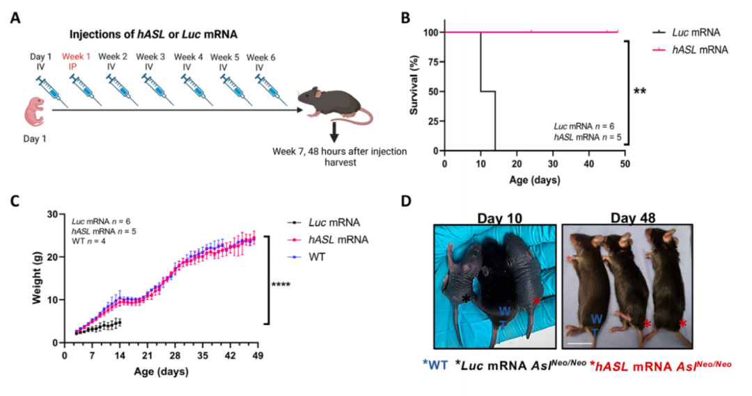 hASL-mRNA疗法对新生疾病小鼠的治疗效果