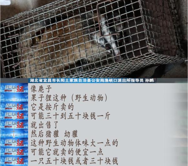 然而因为利益驱使,野生林麝也成为了猎手寻觅的目标,因为非法捕猎