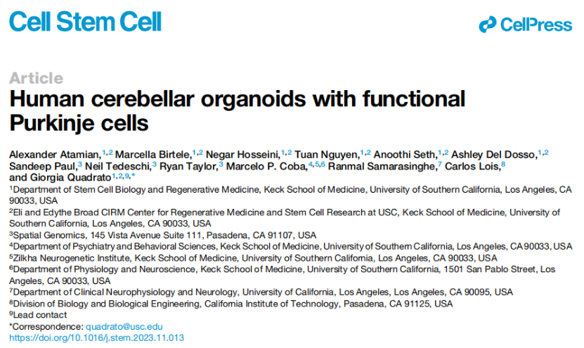 cell stem cell:美国南加州大学开发出具备功能性小