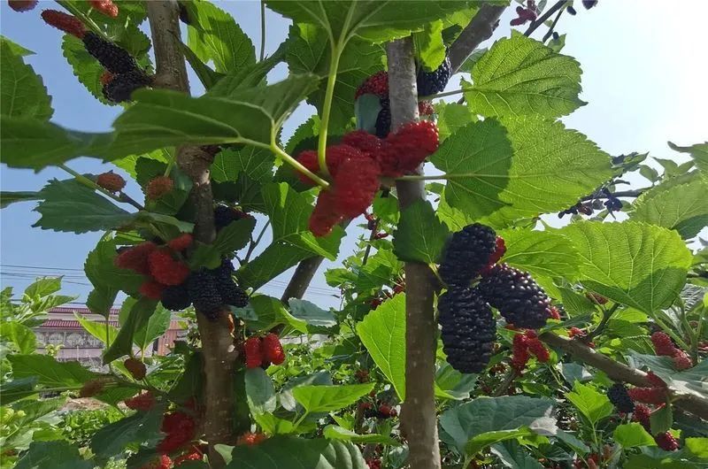 今年的桑葚:饱满,甜!|春节_新浪财经_新浪网