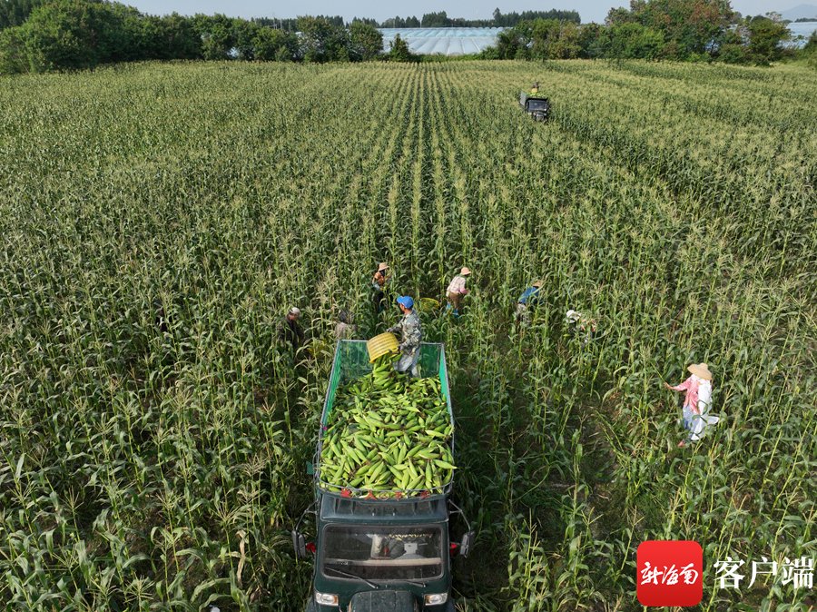 玉米成熟,工人正在采摘玉米.记者 郑光平 摄