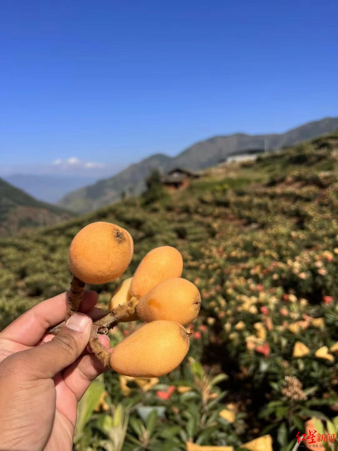 现在市场上的枇杷主要来自攀枝花米易等地,"等成都本地枇杷大量上市了