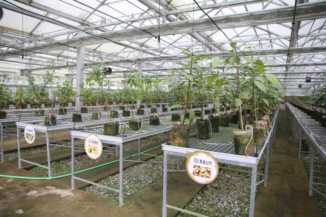 海南七仙岭全球热带水果博览园打造垦地群众"共富"好产业_新浪财经