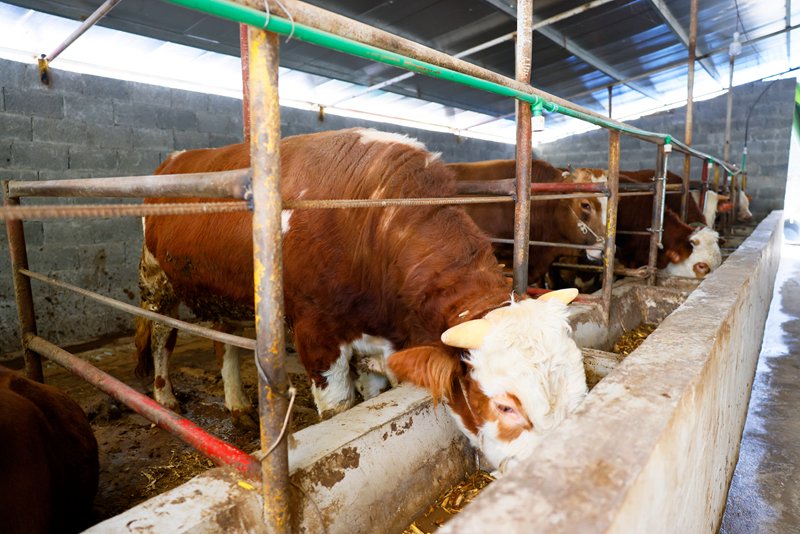 乐竞体育- 乐竞体育官方网站- 乐竞体育APP【1008】 今日各地肉猪、猪苗牛羊鸡鸭鹅、蛋、禽苗和豆粕玉米原料等参考报价与全国行情资讯 （2025年10月8日）