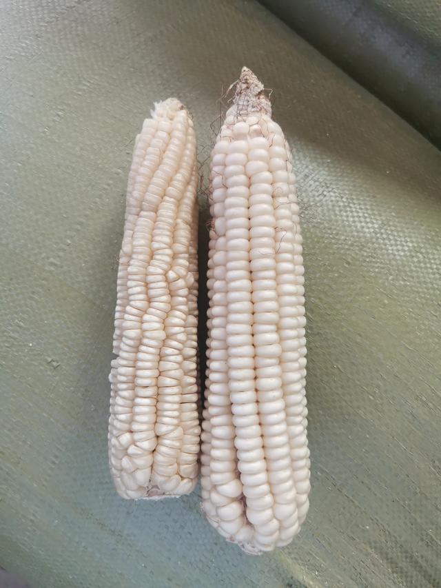 "白马牙"玉米.受访者供图
