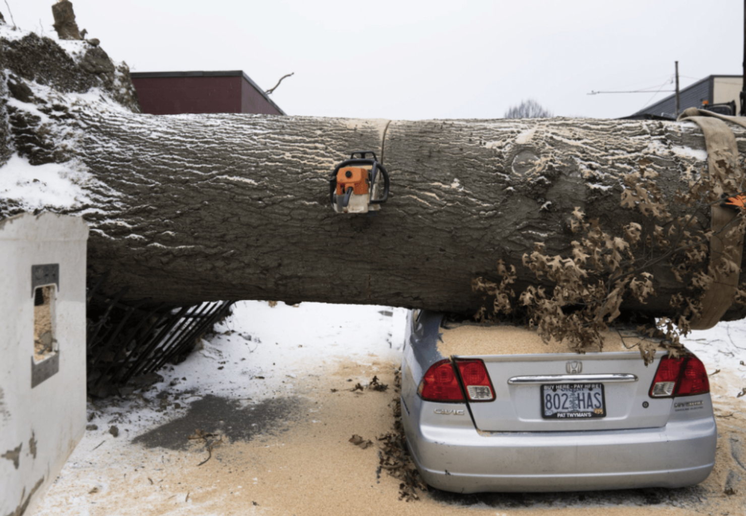 ▲俄勒冈州，倒下的大树砸到汽车