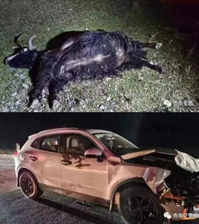 牲畜上路致多起交通事故,青海交警提醒:农牧区道路行车集中注意力
