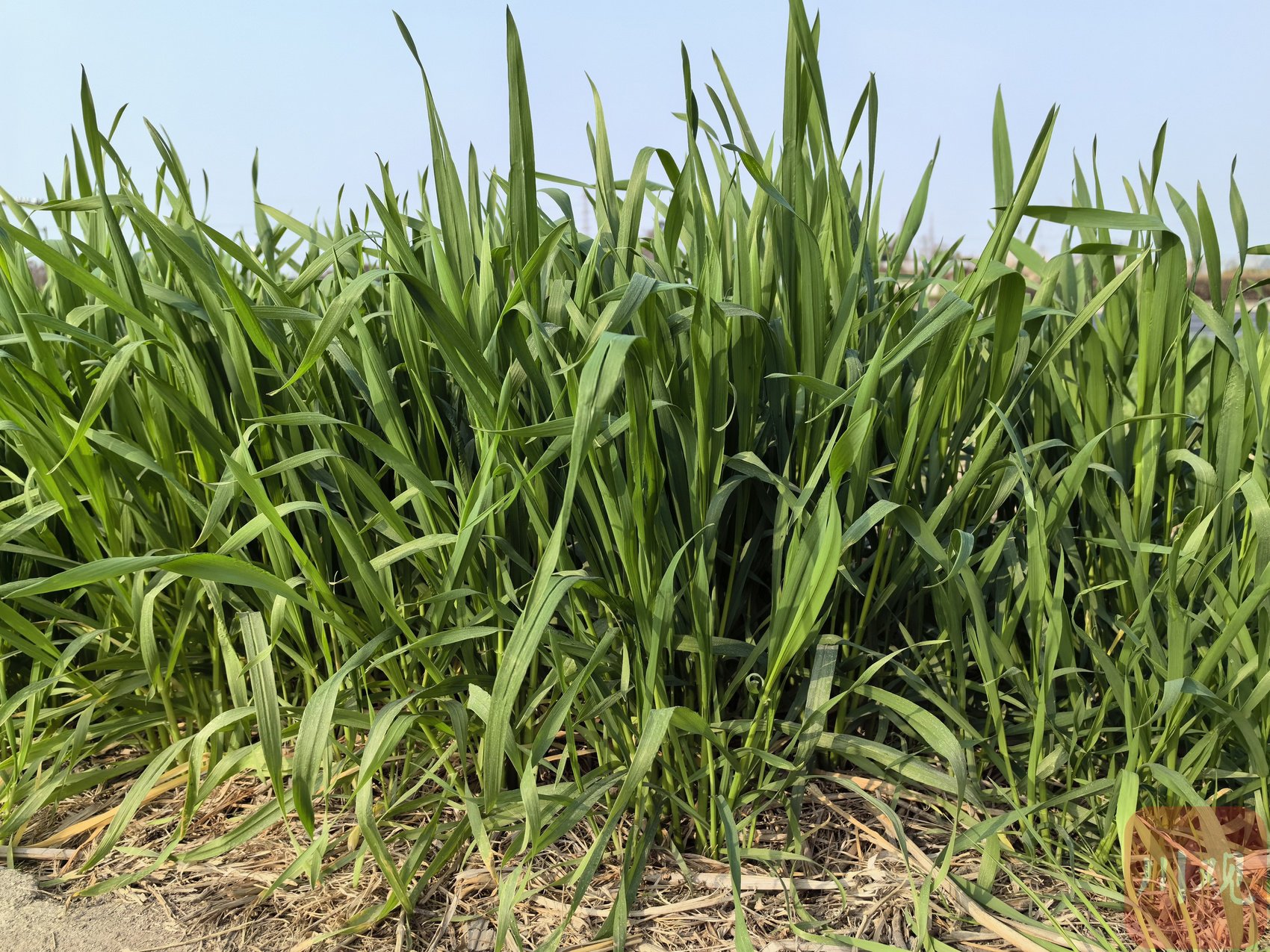 1月16日,成都平原进入拔节期的小麦.