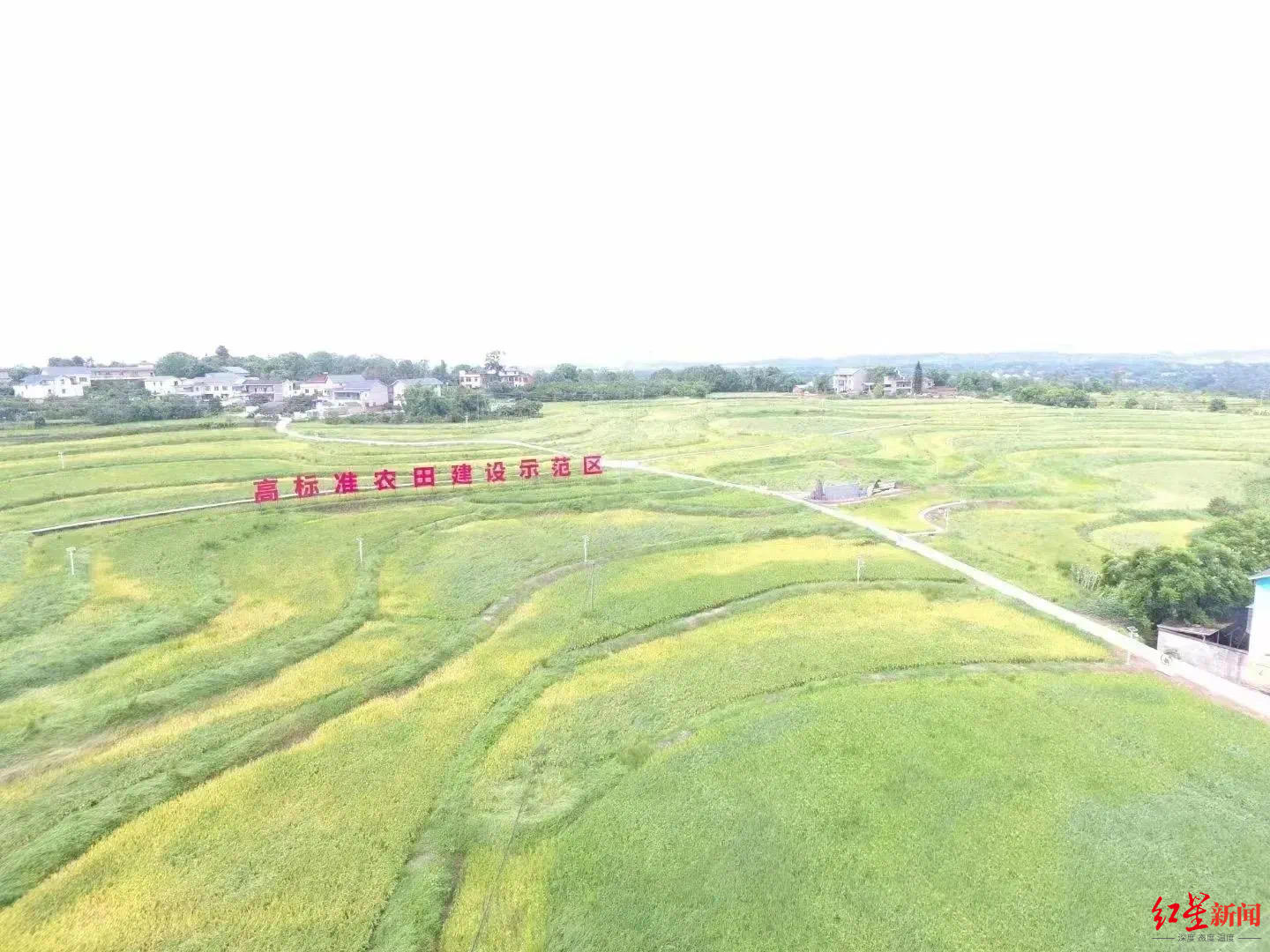 與四川省水稻研究所,四川農業大學簽訂戰略性合作協議,在海南省陵水縣