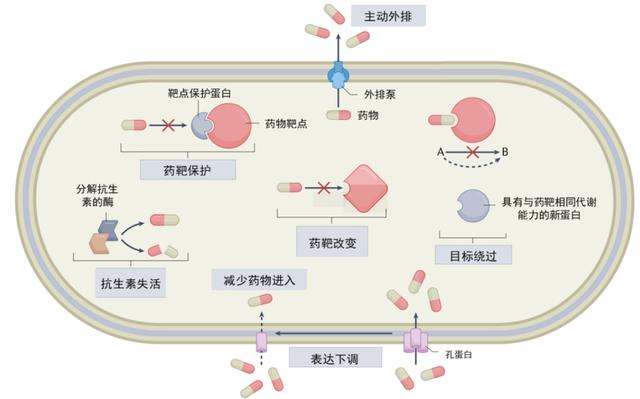 淋球菌竟如此狡猾?警惕耐药性淋病