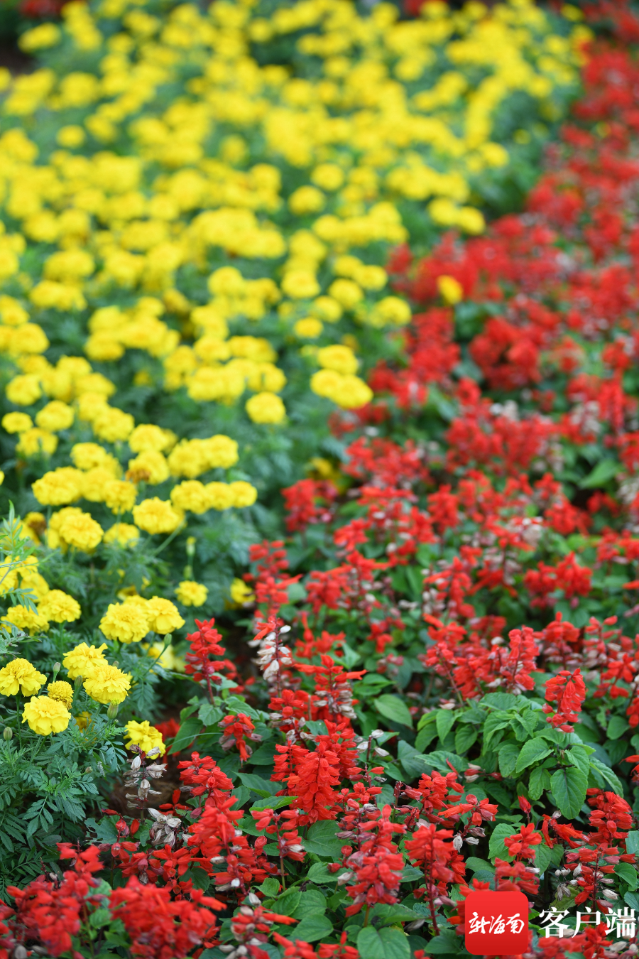 香叶万寿菊与一串红.记者 陈卫东 摄