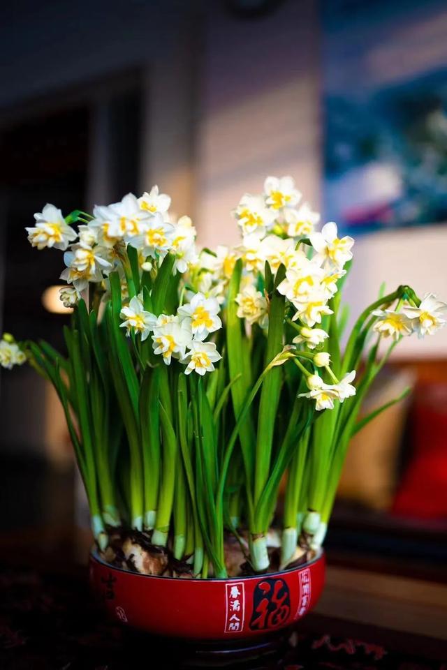 上海非遗"崇明水仙",全面上市!_新浪财经_新浪网