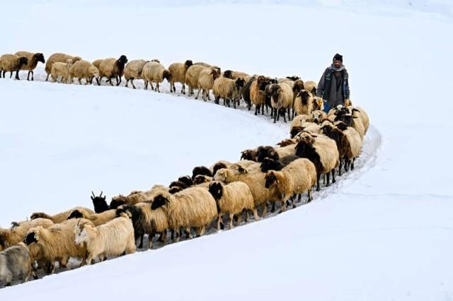 1月17日,土耳其凡城,天气严寒,一名男子在积雪覆盖的牧场上放羊.