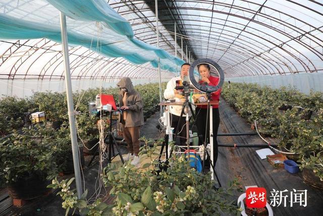 连云港赣榆黑林镇蓝莓园里直播现场直播间后台忙碌着通过电商平台销往