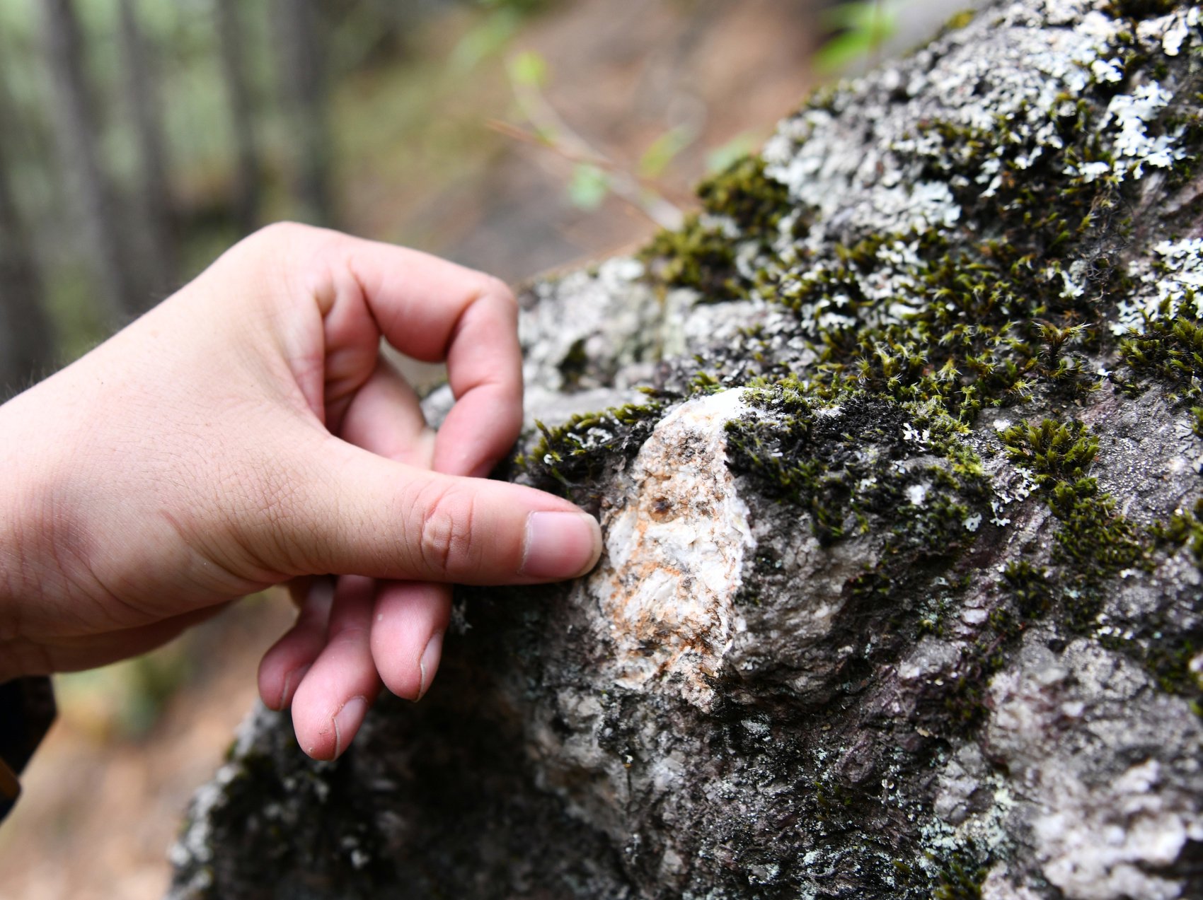 零星出露的锂辉石型伟晶岩脉.