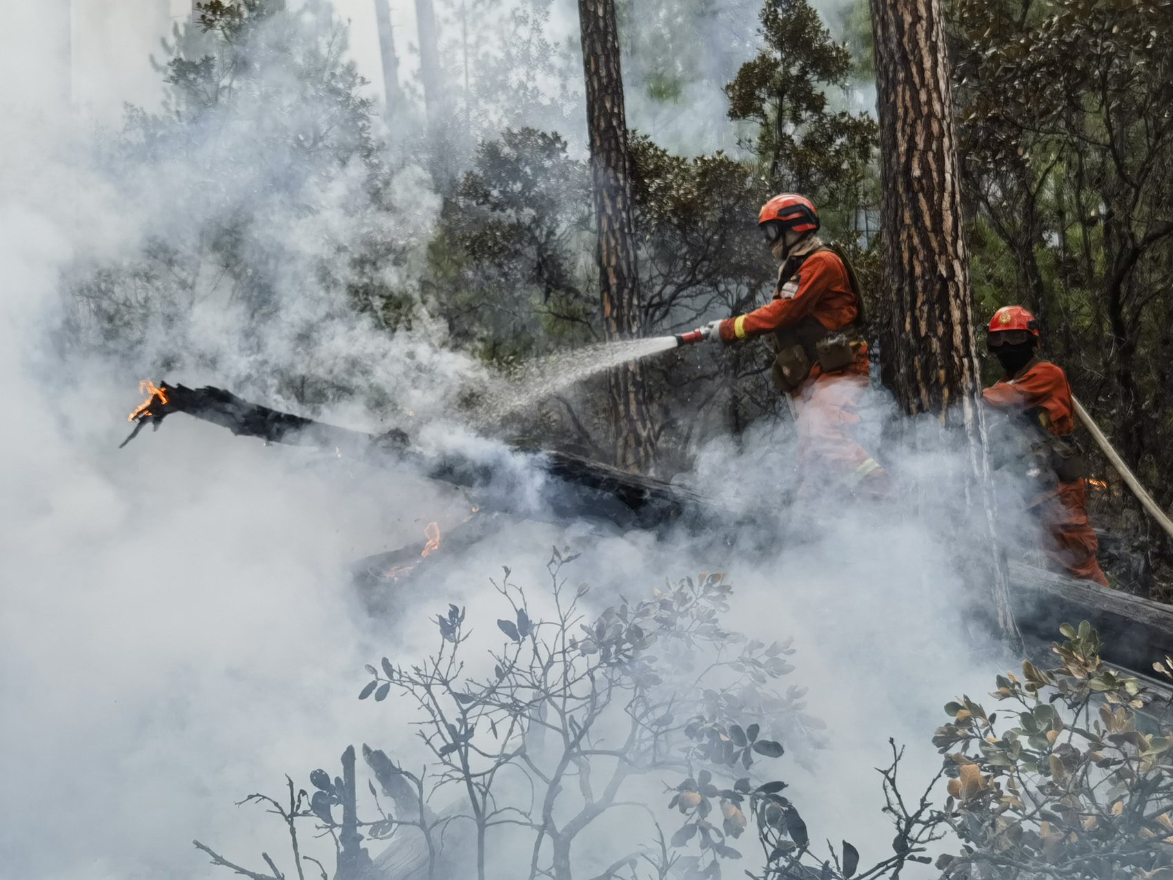 去年11次"向火逆行",四川森林消防今年将有这些新探索_新浪财经_新浪