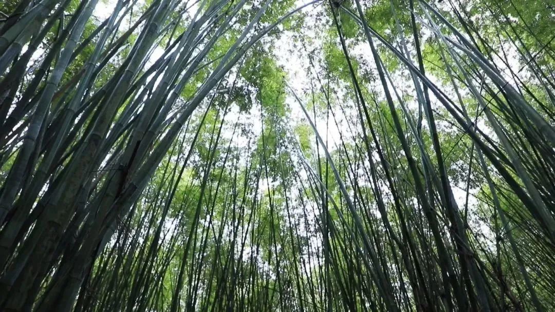 在肇庆,一根竹子的n种变身