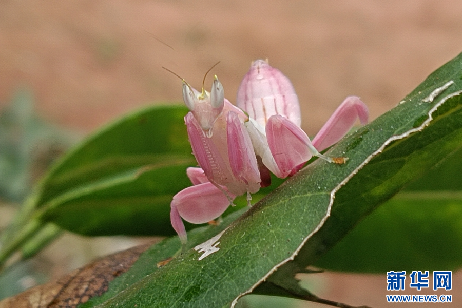 图为在宁洱县黎明乡发现的兰花螳螂(1月15日摄).新华网发(张兴科 摄)