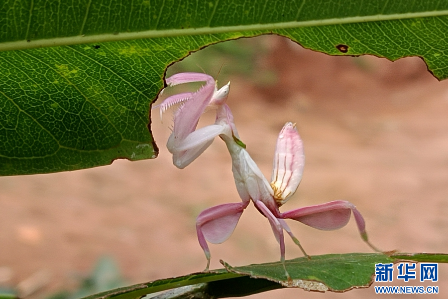 图为在宁洱县黎明乡发现的兰花螳螂(1月15日摄).新华网发(张兴科 摄)