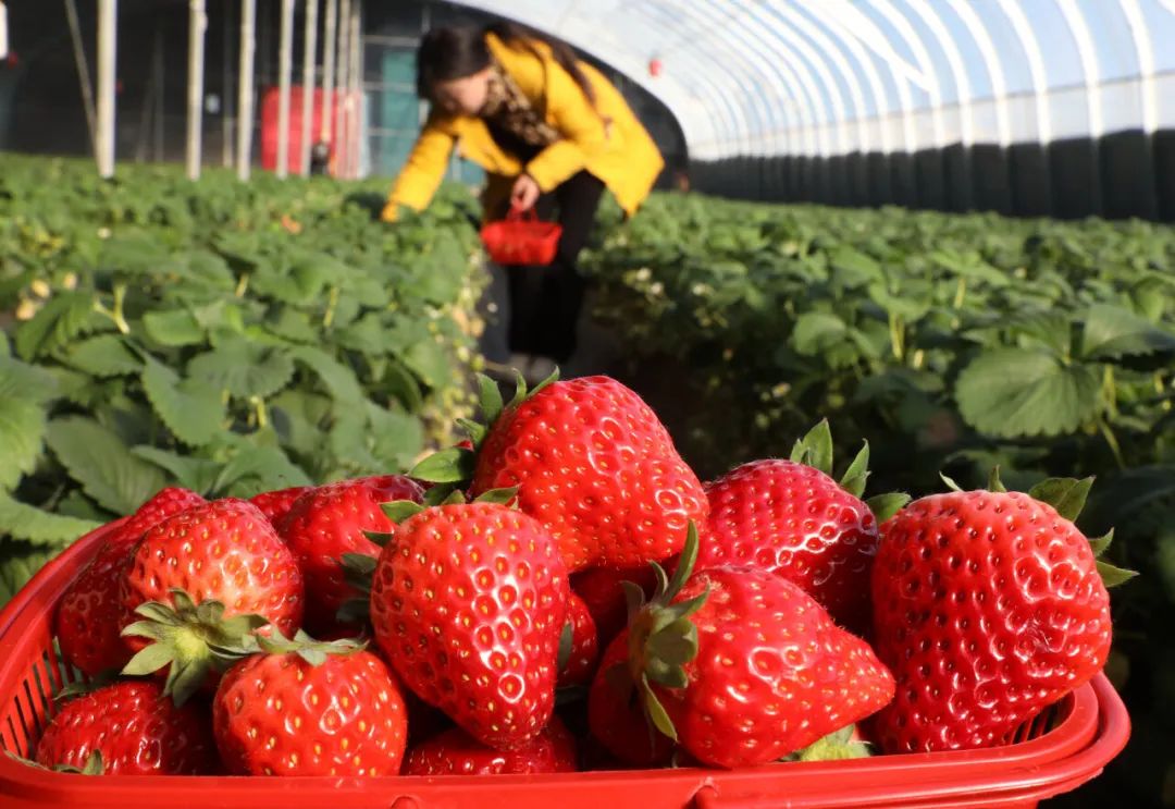 河南焦作,农民在大棚内采摘草莓.徐宏星摄(新华社发)