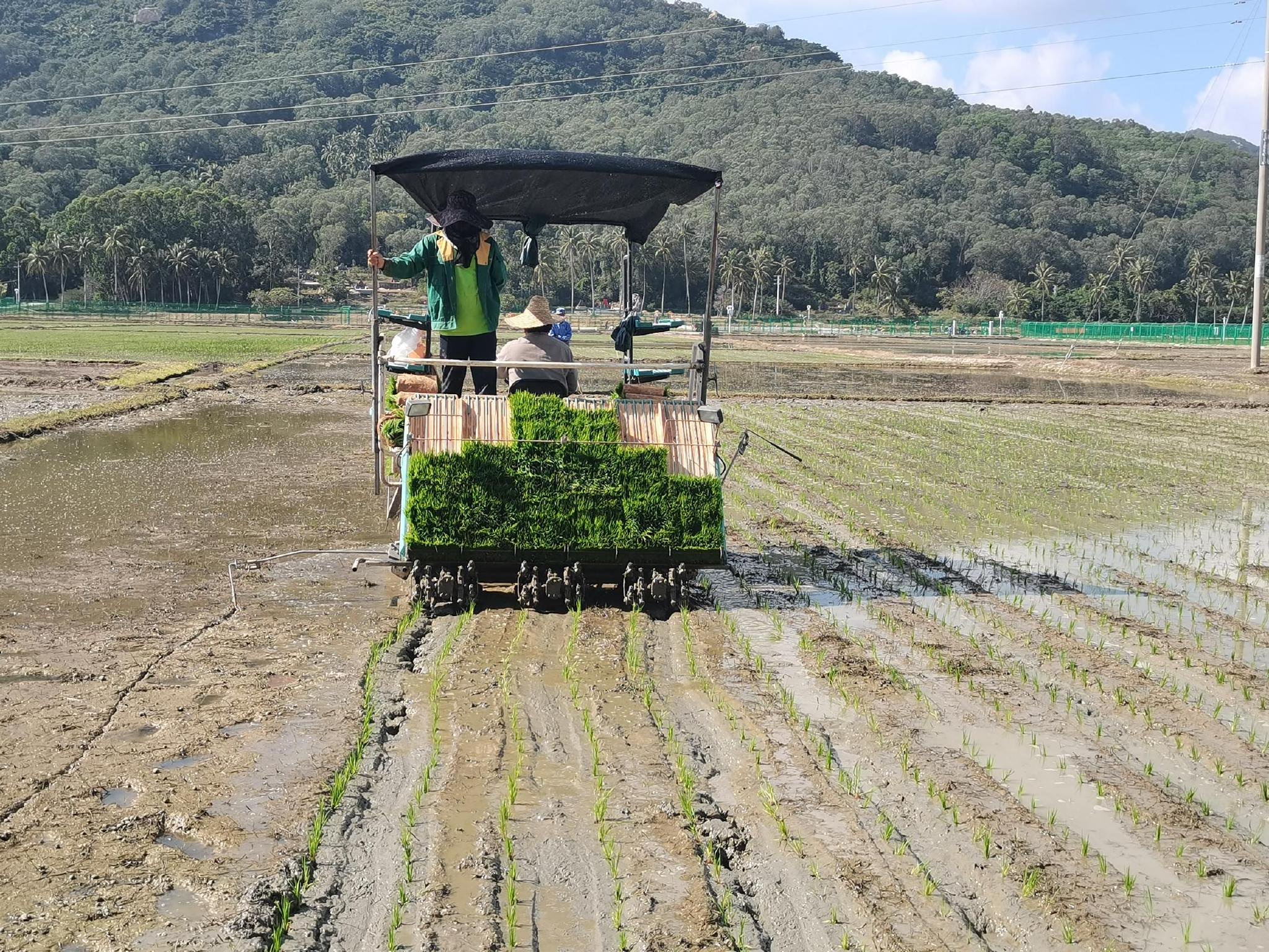 三亚:机械化育秧插秧助力水稻提质增产跑出"加速度"