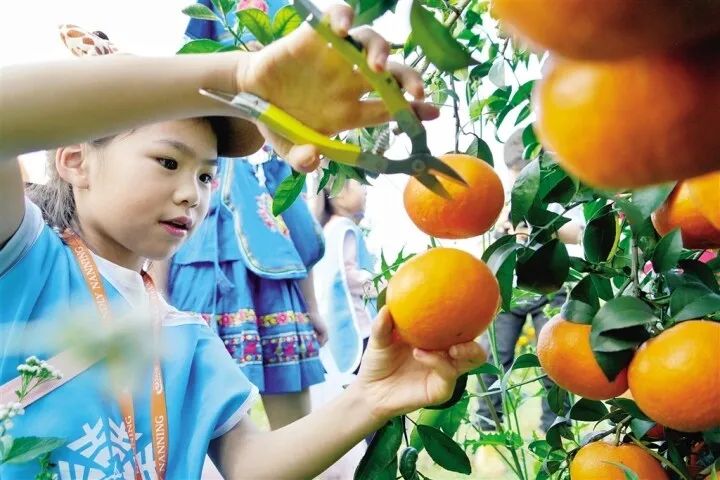 记者 叶子榕 摄黄橙橙的沃柑挂满枝头,为冬日里的南宁增添一抹亮色.