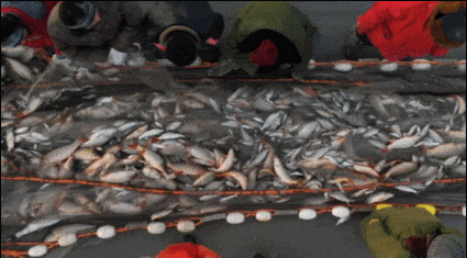 冬捕“冰湖腾鱼”盛况。潘晟昱/摄