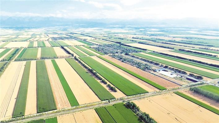 航拍六师奇台农场冬小麦高产示范田(资料图片).