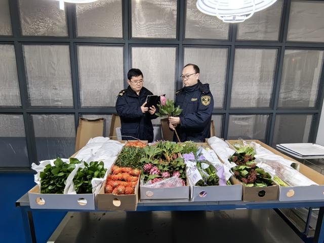 1月21日，浦东机场海关关员在专用监管场地对入境鲜切花开展查检。（周辉 摄）