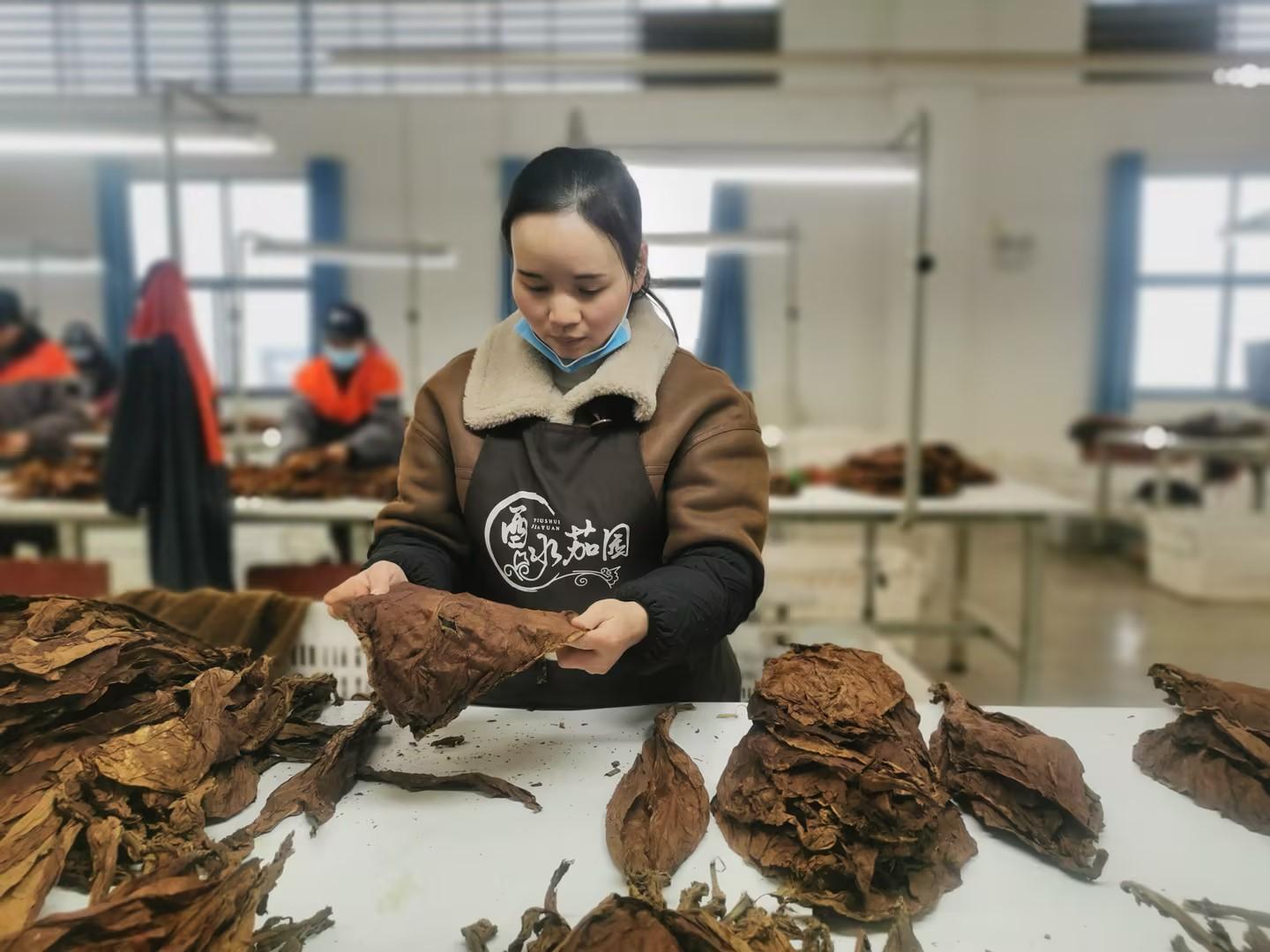 湖北来凤:雪茄烟叶产业稳步实施“百千万亿”工程