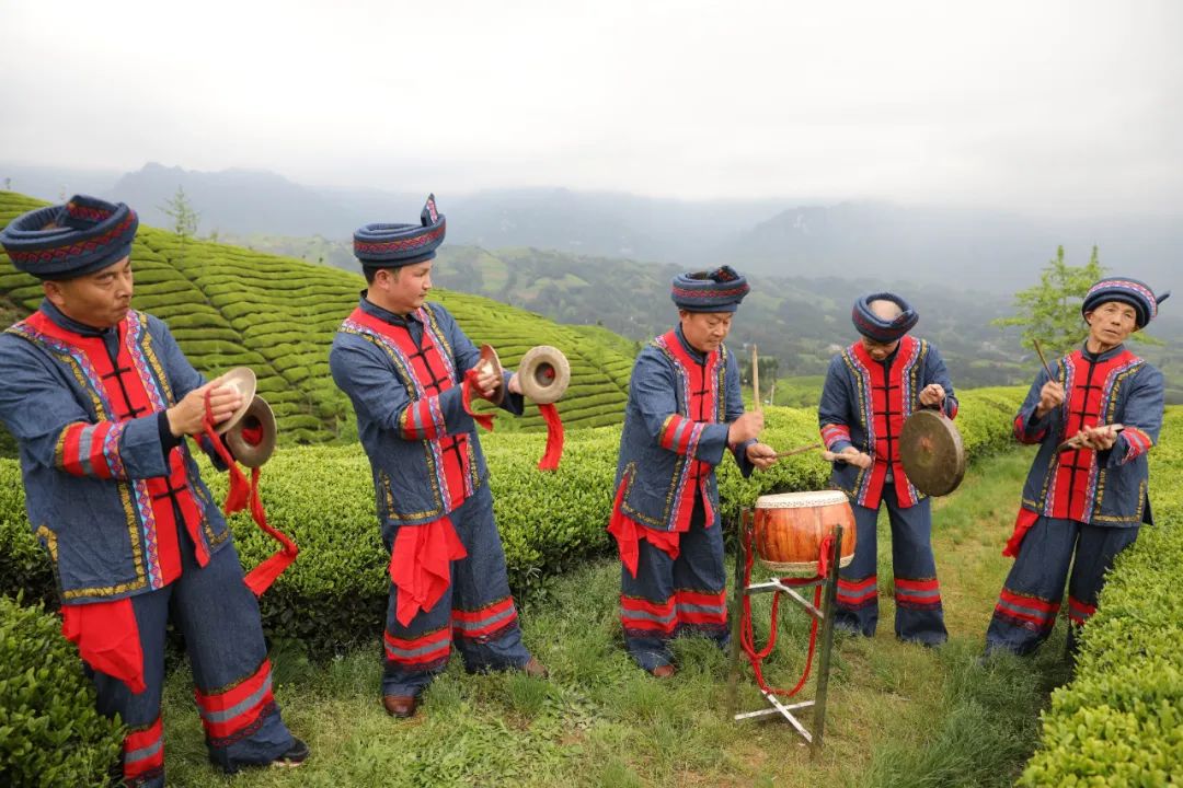 鹤峰县走马镇的围鼓队在该镇木耳山万亩生态茶园基地展示围鼓才艺