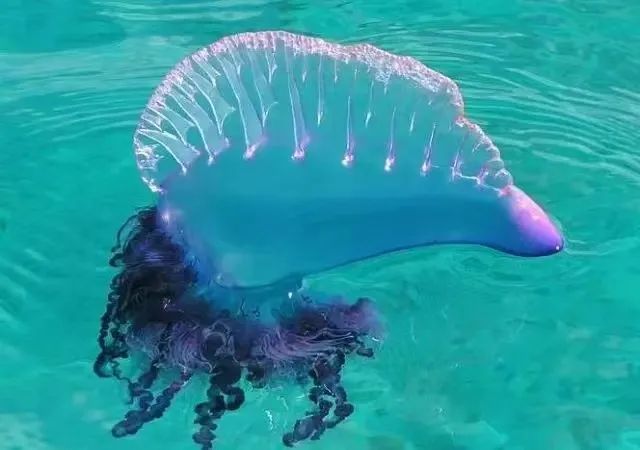 系副主任海南热带海洋学院▲网友拍到的蓝瓶僧帽水母近日有媒体报道称