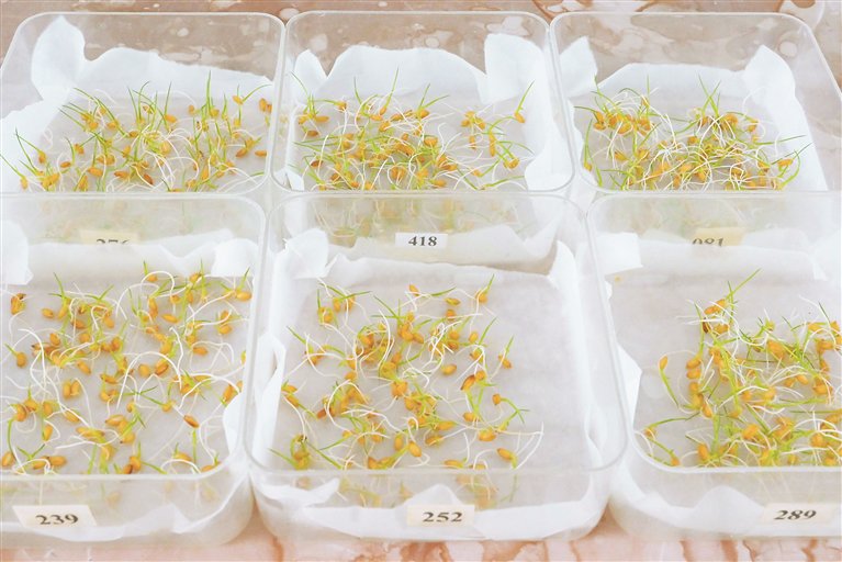 水稻发芽试验. 徐磊摄